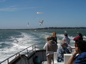 Feeding the seagulls enroute