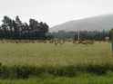 Deer Farms a Plenty!