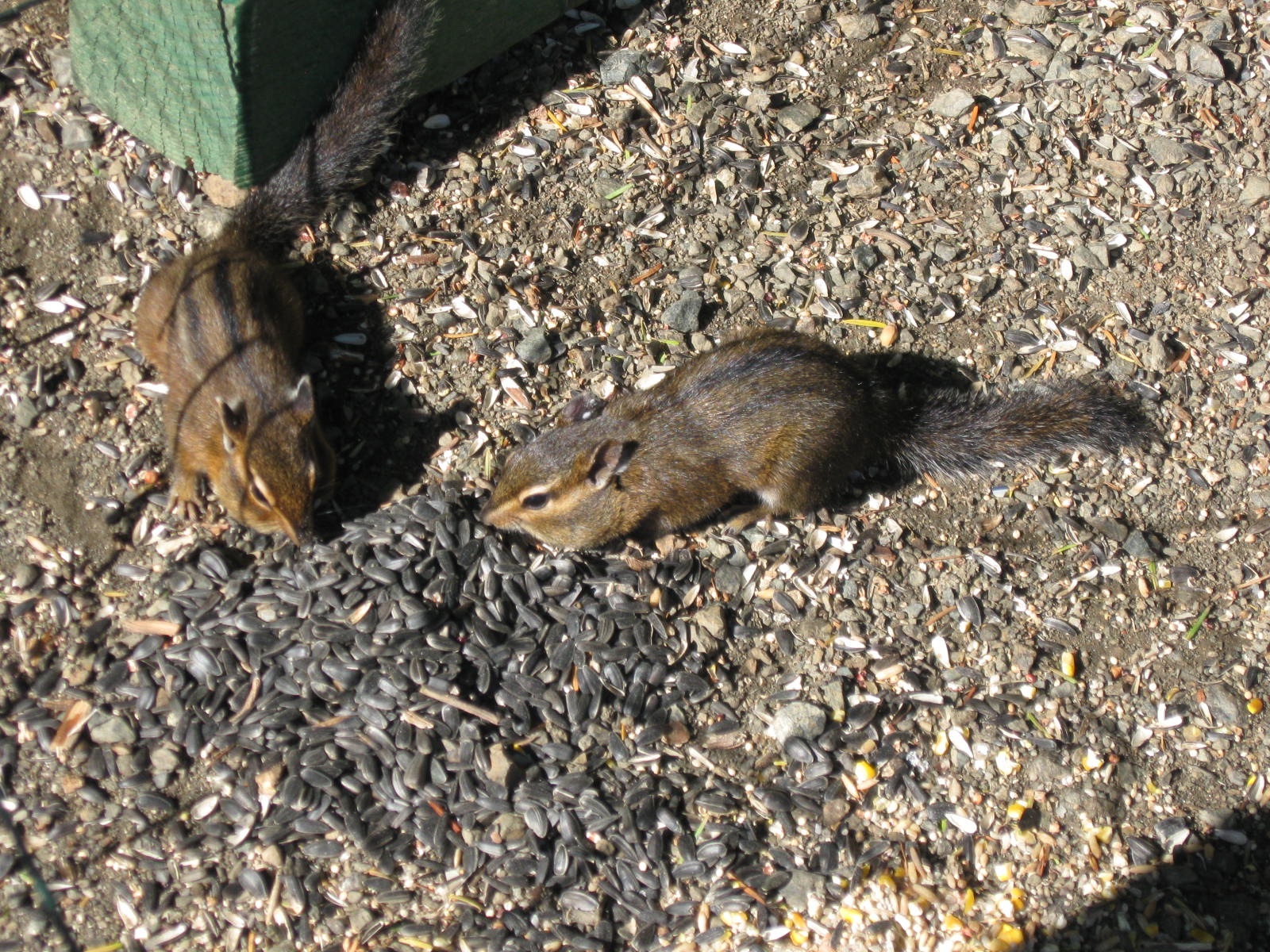 Busy with Sunflower Seeds